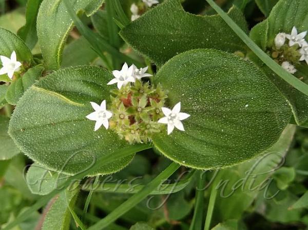 Rough Mexican Clover